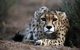 In this May 25, 2014, photo, a seven-year-old male Asiatic Cheetah called 'Koushki,' crouches at the Miandasht Wildlife Refuge in Jajarm, northeastern Iran. (AP Photo/Vahid Salemi)