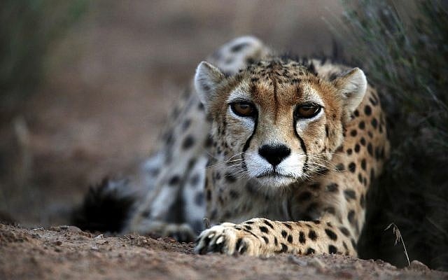 In this May 25, 2014, photo, a seven-year-old male Asiatic Cheetah called 'Koushki,' crouches at the Miandasht Wildlife Refuge in Jajarm, northeastern Iran. (AP Photo/Vahid Salemi) In this May 25, 2014, photo, a seven-year-old male Asiatic Cheetah called 'Koushki,' crouches at the Miandasht Wildlife Refuge in Jajarm, northeastern Iran. (AP Photo/Vahid Salemi)