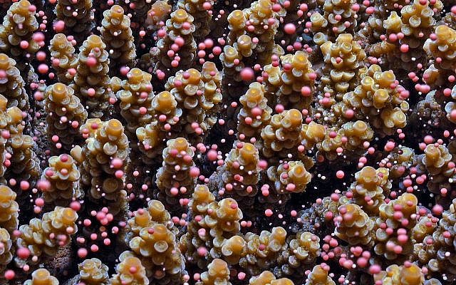 A branching coral spawns pinkish bundles of eggs and sperm that are carried away by the currents. (Tom Shlesinger/Courtesy) A branching coral spawns pinkish bundles of eggs and sperm that are carried away by the currents. (Tom Shlesinger/Courtesy)