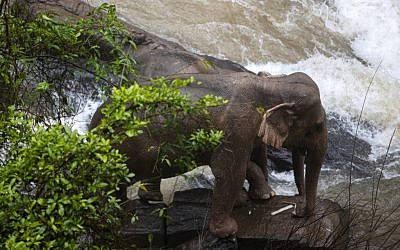 This photo by Thai News Pix taken on October 5, 2019 shows two elephants (one behind the other) trapped on a small cliff at a waterfall at Khao Yai National Park in central Thailand as rescuers work to save them. At least six wild elephants drowned after tumbling down a waterfall in the Thai national park, authorities said on October 5. (PANUPONG CHANGCHAI / THAI NEWS PIX / AFP)