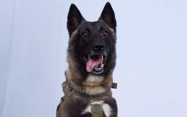 The military working dog that was injured tracking down Islamic State terror group leader Abu Bakr al-Baghdadi in a tunnel beneath his compound in Syria, in the photo provided by the White House via the Twitter account of US President Donald Trump, after it was declassified by Trump. (White House via AP) The military working dog that was injured tracking down Islamic State terror group leader Abu Bakr al-Baghdadi in a tunnel beneath his compound in Syria, in the photo provided by the White House via the Twitter account of US President Donald Trump, after it was declassified by Trump. (White House via AP)