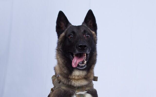 In this photo provided by the White House via the Twitter account of US President Donald Trump after it was declassified by Trump, a photo of the military working dog that was injured tracking down Abu Bakr al-Baghdadi in a tunnel beneath his compound in Syria (White House via AP) In this photo provided by the White House via the Twitter account of US President Donald Trump after it was declassified by Trump, a photo of the military working dog that was injured tracking down Abu Bakr al-Baghdadi in a tunnel beneath his compound in Syria (White House via AP)