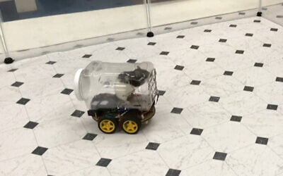 A rat drives a tiny robot car in a University of Richmond experiment. (University Richmond/AFP)