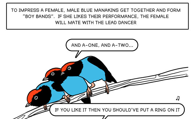 Part of 'The Bird Guide' comic strip by Noa Katz (Courtesy Noa Katz)