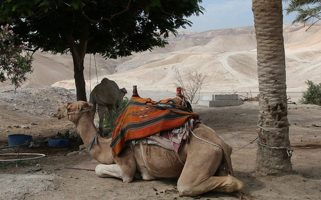 Camels at the Nebi Musa religious site in the West Bank. Muslim processions to the site ended in the 1930s and 40s. (Shmuel Bar-Am)