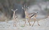 A male acacia gazelle with a new fawn. (Eran Hyams, Israel Nature and Parks Authority)