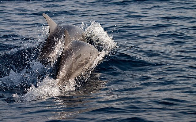 Dolphins spotted off the coast of central Israel in the Mediterranean Sea on October 15, 2019. (Guy Lavian/Israel Nature and Parks Authority)