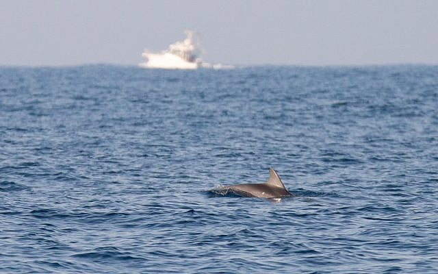 A dolphin spotted off the coast of central Israel in the Mediterranean Sea on October 15, 2019. (Guy Lavian/Israel Nature and Parks Authority)