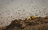 The Dudaim dump site, the biggest landfill in Israel, near the city of Rahat in southern Israel, seen on August 10, 2016. (Yaniv Nadav/Flash90)