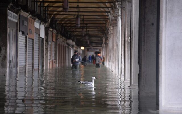 People walk near a seagull in flooded Venice, in the morning of November 17, 2019. (Photo by Filippo MONTEFORTE / AFP) People walk near a seagull in flooded Venice, in the morning of November 17, 2019. (Photo by Filippo MONTEFORTE / AFP)