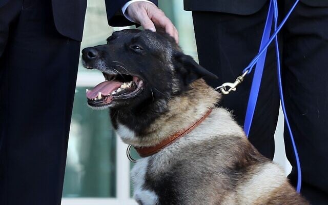 US military K9 Conan, the dog that assisted Special Forces soldiers in the raid that killed Islamic State leader Abu Bakr al-Baghdadi, poses for photographs with US President Donald Trump, Vice President Mike Pence and first lady Melania Trump on the Rose Garden colonnade at the White House, November 25, 2019 in Washington, DC. (Chip Somodevilla/Getty Images/AFP) US military K9 Conan, the dog that assisted Special Forces soldiers in the raid that killed Islamic State leader Abu Bakr al-Baghdadi, poses for photographs with US President Donald Trump, Vice President Mike Pence and first lady Melania Trump on the Rose Garden colonnade at the White House, November 25, 2019 in Washington, DC. (Chip Somodevilla/Getty Images/AFP)