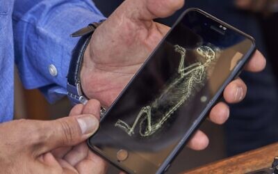 Mostafa Waziri, secretary general of the Supreme Council of Antiquities, shows an image of CT-scan of a lion cub in Saqqara, south Giza, Egypt,  Saturday, Nov.  23, 2019 (AP Photo/Hamada Elrasam)