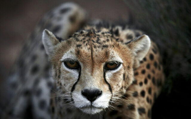 An Asiatic Cheetah, named 'Koushki,' crouches at the Miandasht Wildlife Refuge in Jajarm, northeastern Iran, May 25, 2014. (Vahid Salemi/AP) An Asiatic Cheetah, named 'Koushki,' crouches at the Miandasht Wildlife Refuge in Jajarm, northeastern Iran, May 25, 2014. (Vahid Salemi/AP)