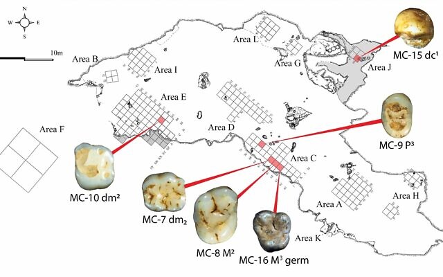 Ancient teeth show some early humans came to Israel from Europe 40,000 ...