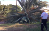 A Magen David Adom rescuers walks beside a palm tree knocked over by the wind in Kibbutz Bahan north of Tel Aviv on November 18, 2019, injuring two girls. (Screen capture/MDA footage)