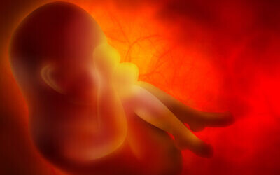 An illustrative image of an embryo (Zffoto; iStock by Getty Images) An illustrative image of an embryo (Zffoto; iStock by Getty Images)