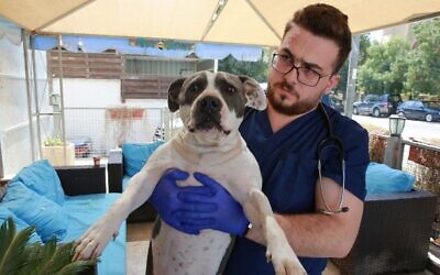 A member of the veterinary staff carries a female Pitbull receiving treatment for a herniated disk at Pet Zone, a pet health center in the Jordanian capital Amman, on October 1, 2019. (Photo by Khalil MAZRAAWI / AFP)