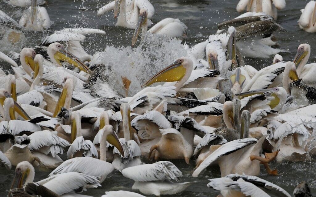 Great white pelicans eat fish provided by Israeli farmers in a water reservoir in the Emek Hefer valley north of Tel Aviv on November 15, 2019 (MENAHEM KAHANA / AFP) Great white pelicans eat fish provided by Israeli farmers in a water reservoir in the Emek Hefer valley north of Tel Aviv on November 15, 2019 (MENAHEM KAHANA / AFP)
