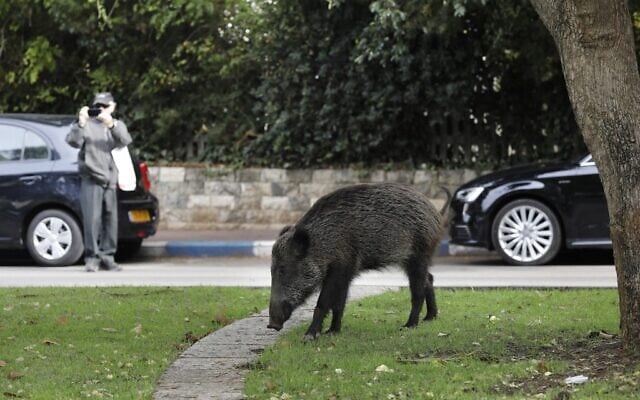 Wild boars gather in a residential area in the northern city of Haifa on December 5, 2019 ( MENAHEM KAHANA / AFP) Wild boars gather in a residential area in the northern city of Haifa on December 5, 2019 ( MENAHEM KAHANA / AFP)