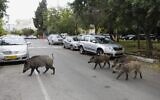 Wild boars gather in a residential area in the northern city of Haifa on December 5, 2019 (MENAHEM KAHANA / AFP)