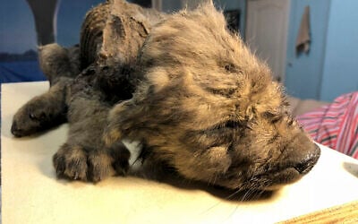 This is a handout photo taken on Monday, Sept. 24, 2018, showing a 18,000 years old puppy found in permafrost in the Russia's Far East, on display at the Yakutsk's Mammoth Museum, Russia. (Sergei Fyodorov, Yakutsk Mammoth Museum via AP)