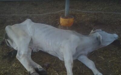 A calf dies for lack of water or mothers milk on an Australian cattle farm. (Kan TV screenshot)