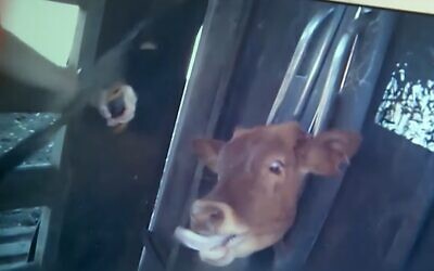 A calf in a headclamp being dehorned without anesthetic at a western Australian cattle farm. (Kan TV screenshot)