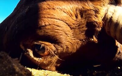 A cow in a western Australian cattle farm still breathes after a worker who has never held a weapon fires four bullets into its body, in footage screened on Israeli TV, December 2, 2019. (Kan TV screenshot)
