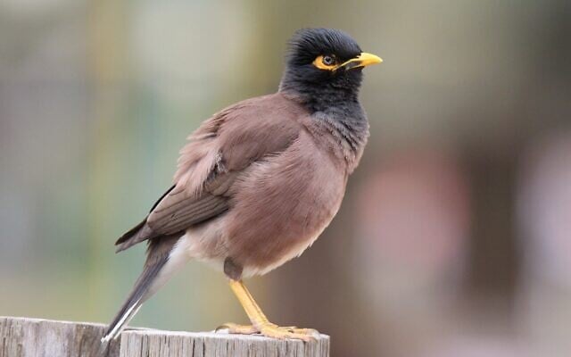 The invasive common myna (Acridotheres tristis). (Ehud Fast) The invasive common myna (Acridotheres tristis). (Ehud Fast)