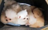 Pomeranian puppies caught in the bag of a woman who is suspected of trying to smuggle them into the country, January 7, 2020. (Israel Police)