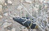 A suspected explosive device which looks like an RPG missile, found connected to a bunch of balloons, in Sde Boker, southern Israel, January 25, 2020 (Social media)