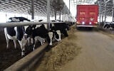 Cattle at Kibbutz Sarid in the Jezreel Valley on January 24, 2017. (Anat Hermoni/Flash90)