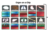 Researchers at Harvard University and Tel Aviv University develop mini human organs on a chip to help with drug development. Nine organs were constructed as 'Organs-on-a-Chip.' (Wyss Institute at Harvard University)