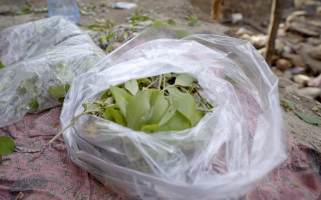 Illustrative: Khat leaves (YouTube screenshot)