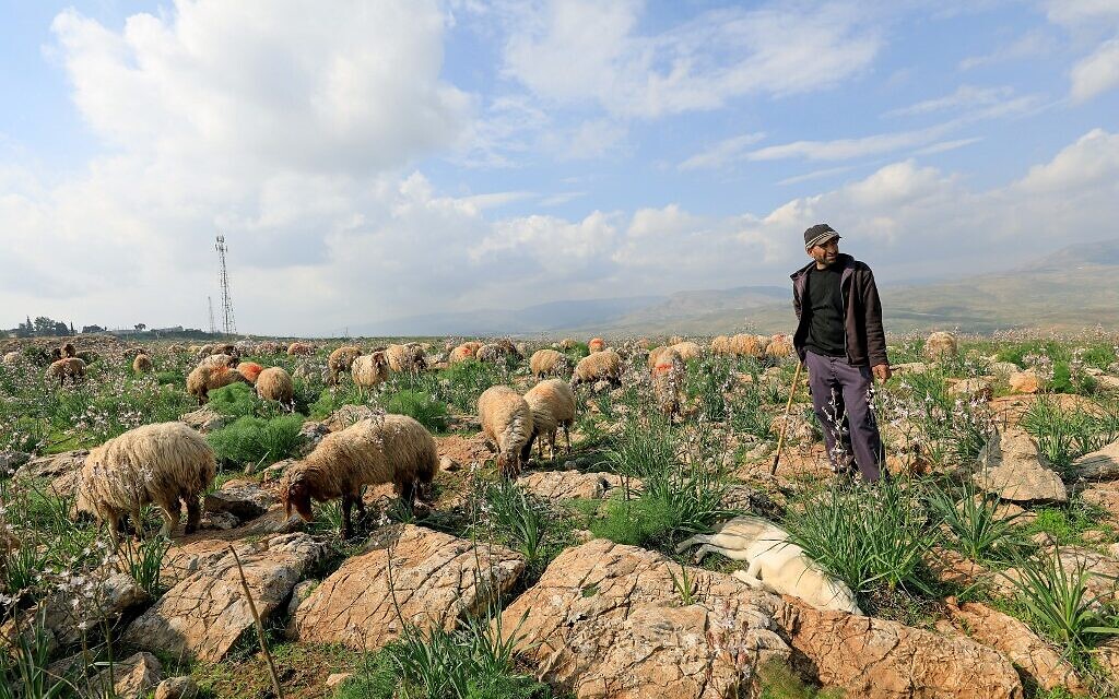 Illustrative - Palestinian shepherd Fawzy Daraghmeh herds his flock of sheep at an area designated as military zone in Um Zuka town, north of the Jordan Valley, on February 19, 2020. (Emmanuel DUNAND/ AFP) Illustrative - Palestinian shepherd Fawzy Daraghmeh herds his flock of sheep at an area designated as military zone in Um Zuka town, north of the Jordan Valley, on February 19, 2020. (Emmanuel DUNAND/ AFP)