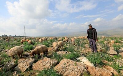 Illustrative - Palestinian shepherd Fawzy Daraghmeh herds his flock of sheep at an area designated as military zone in Um Zuka town, north of the Jordan Valley, on February 19, 2020. (Emmanuel DUNAND/ AFP)