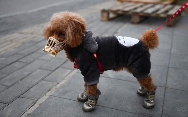 A dog wears a home made cover over its snout, which its owner said was as a preventive measure against the coronavirus, as he stands on a sidewalk in Beijing on February 25, 2020. (Greg Baker/AFP) A dog wears a home made cover over its snout, which its owner said was as a preventive measure against the coronavirus, as he stands on a sidewalk in Beijing on February 25, 2020. (Greg Baker/AFP)
