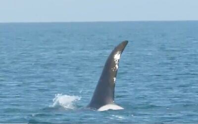 Screen capture from video a killer whale spotted off the coast of Israel, February 28, 2020. (Twitter)