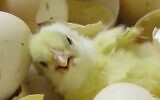 A newly hatched chick. (Animals Now)