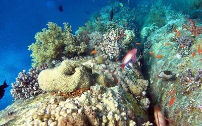 Corals growing on construction piles in the port of Eilat. (Israel Nature and Parks Eilat District Ecologist, Dr Assaf Zvuloni)