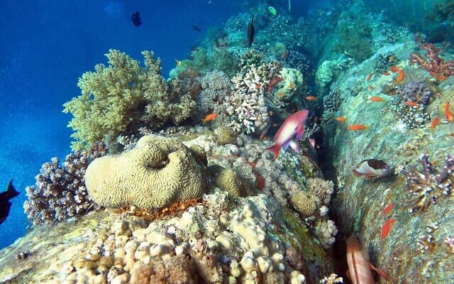 Corals growing on construction piles in the port of Eilat. (Israel Nature and Parks Eilat District Ecologist, Dr Assaf Zvuloni)