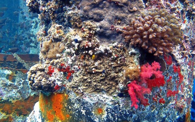 Corals growing on construction piles in the port of Eilat. (Israel Nature and Parks Eilat District Ecologist, Dr Assaf Zvuloni)