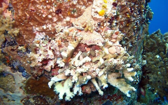 Corals growing on construction piles in the port of Eilat. (Israel Nature and Parks Eilat District Ecologist, Dr Assaf Zvuloni)