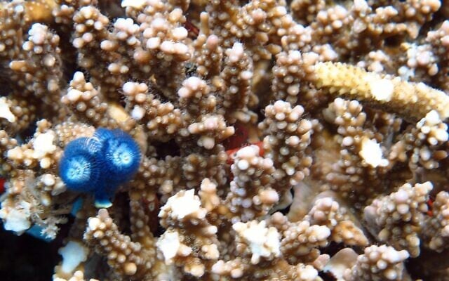Corals growing on construction piles in the port of Eilat. (Israel Nature and Parks Eilat District Ecologist, Dr Assaf Zvuloni)