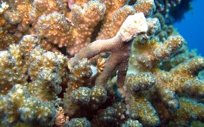 Corals growing on construction piles in the port of Eilat. (Israel Nature and Parks Eilat District Ecologist, Dr Assaf Zvuloni)