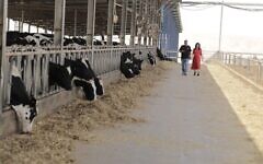 Dr Sivan Lacker and Ashkar Ginossar at the Yotvata Dairy in southern Israel. (Lior Nordman)