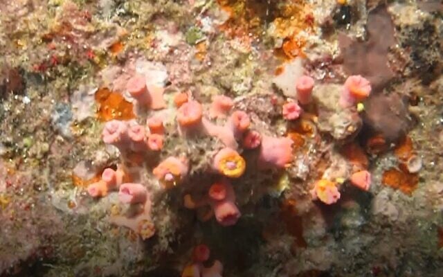 Corals growing on construction piles in the port of Eilat. (Israel Nature and Parks Eilat District Ecologist, Dr Assaf Zvuloni)
