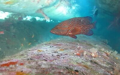Corals growing on construction piles in the port of Eilat. (Israel Nature and Parks Eilat District Ecologist, Dr Assaf Zvuloni)