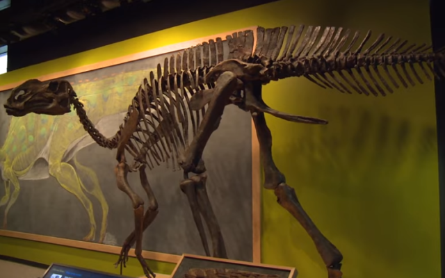Illustrative: A Hadrosaurus at Drexel University in Philadelphia. (YouTube screenshot) Illustrative: A Hadrosaurus at Drexel University in Philadelphia. (YouTube screenshot)