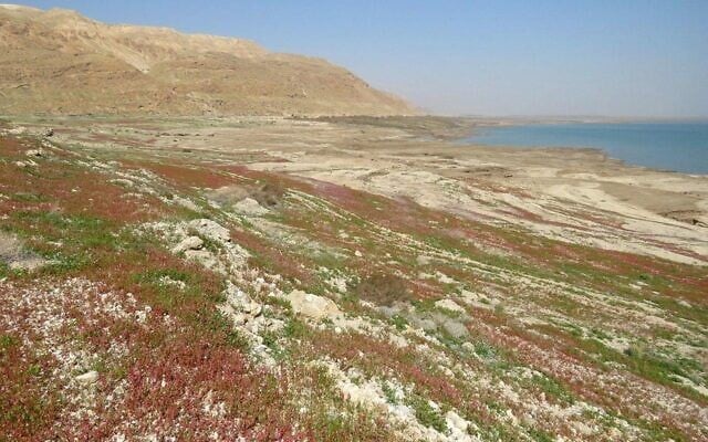 Wildflowers at the Dead Sea. (Avner Rinot, Society for the Protection of Nature in Israel)